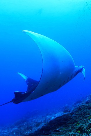 Manta, Bali