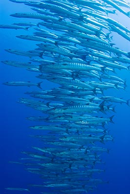 barracudapoint